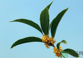 桂花可以做什么？新鮮桂花可以做什么？