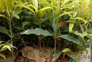 桂花可以做什么？新鮮桂花可以做什么？
