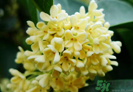 剛摘的桂花有蟲怎么辦？干桂花長蟲怎么辦？