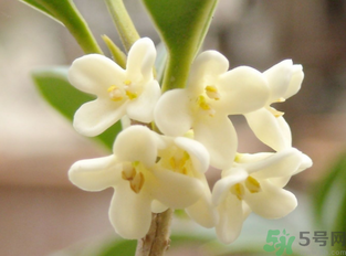 新鮮桂花怎么做干桂花？剛摘的桂花怎么處理成干桂花？