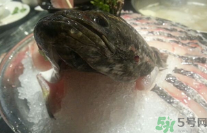 黑魚死了還能吃嗎？死黑魚能吃嗎？