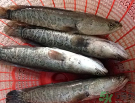 黑魚死了還能吃嗎？死黑魚能吃嗎？
