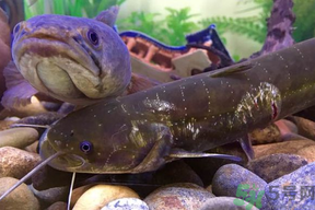 黑魚死了還能吃嗎？死黑魚能吃嗎？