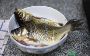 鯽魚死了還能吃嗎？死鯽魚能吃嗎？