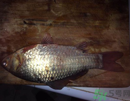 鯽魚死了還能吃嗎？死鯽魚能吃嗎？
