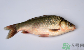 鯽魚死了多久不能吃？剛死的鯽魚能吃嗎？