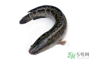 黑魚怎么洗掉身上的粘液？黑魚怎么洗才干凈？