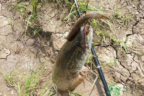 黑魚怎么釣？釣黑魚技巧