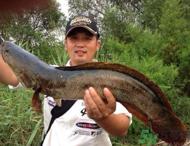 釣黑魚用什么餌？釣黑魚用什么餌最好？