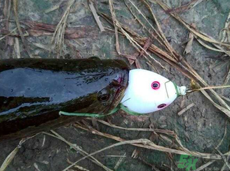 釣黑魚用什么餌？釣黑魚用什么餌最好？