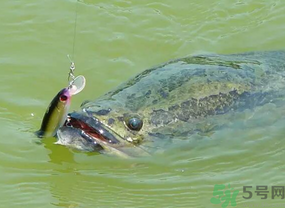 路亞釣黑魚用什么假餌？路亞釣黑魚用什么餌？