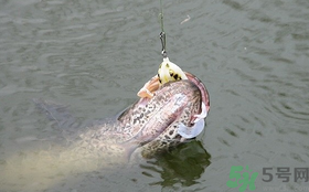 路亞釣黑魚用什么假餌？路亞釣黑魚用什么餌？
