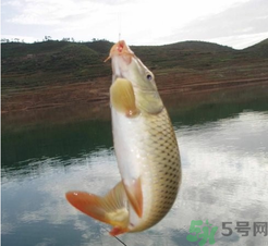 夜釣鯉魚用什么餌料？秋天夜釣鯉魚用什么餌料？