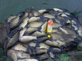 秋天夜釣鯽魚用什么餌料？秋天夜釣鯽魚餌料配方