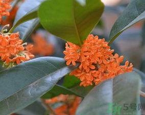 桂花可以做什么食物？桂花可以做什么吃的？