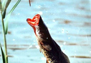 黑魚怎么釣？釣黑魚技巧