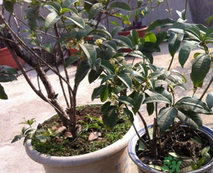 桂花可以做什么？新鮮桂花可以做什么？