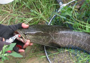 路亞釣黑魚用什么假餌？路亞釣黑魚用什么餌？