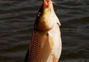 夜釣鯉魚用什么餌料？秋天夜釣鯉魚用什么餌料？