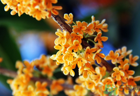 桂花一年開幾次花？桂花是幾月份開花？
