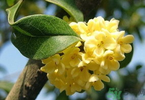 桂花一年開幾次花？桂花是幾月份開花？