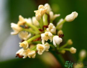 桂花一年開幾次花？桂花是幾月份開花？