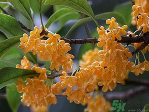  桂花什么季節(jié)開花？桂花什么時候開花？