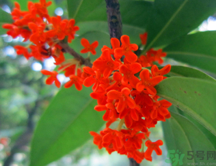  桂花什么季節(jié)開花？桂花什么時候開花？