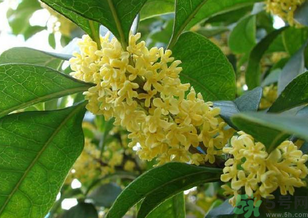桂花是什么顏色？桂花有幾種顏色？