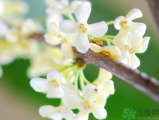 桂花是什么顏色？桂花有幾種顏色？