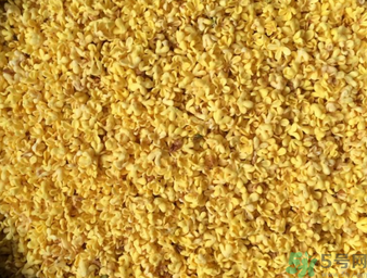 桂花可以做枕頭嗎？桂花做枕頭有什么功效？