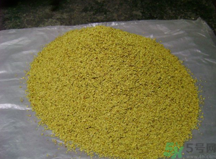 桂花可以做枕頭嗎？桂花做枕頭有什么功效？