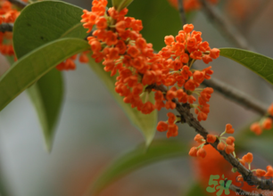 桂花可以做面膜嗎？?桂花面膜制作方法