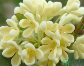 桂花怎么做香水？新鮮桂花怎么做香水？