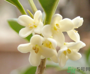 桂花怎么做香水？新鮮桂花怎么做香水？