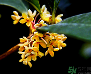 桂花怎么做香水？新鮮桂花怎么做香水？