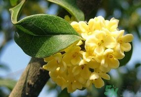 桂花不開花是什么原因？桂花不開花怎么辦？