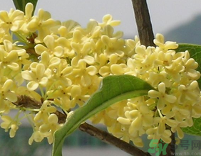 桂花不開花是什么原因？桂花不開花怎么辦？