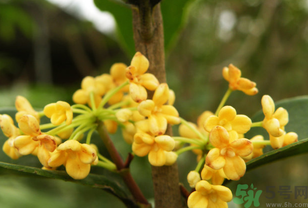 桂花不開花是什么原因？桂花不開花怎么辦？