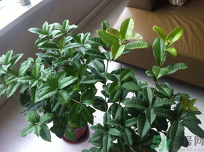 桂花可以放在臥室嗎？桂花放在臥室好嗎？