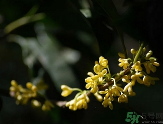 桂花酒的保質(zhì)期是多少？桂花酒過(guò)期了能喝嗎？
