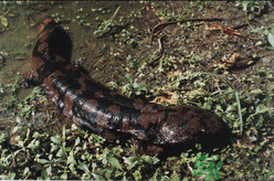 野生娃娃魚多少錢一斤？野生娃娃魚多少錢一條？