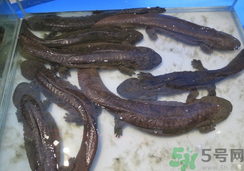 野生娃娃魚多少錢一斤？野生娃娃魚多少錢一條？