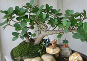 桂花樹可以種在室內嗎？桂花樹適合在室內嗎？