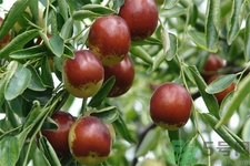 冬棗能泡茶喝嗎？泡茶喝用干冬棗好還是新鮮冬棗好？