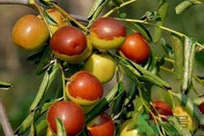 冬棗能泡茶喝嗎？泡茶喝用干冬棗好還是新鮮冬棗好？