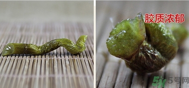 鐵皮楓斗怎么吃？鐵皮楓斗功效與作用