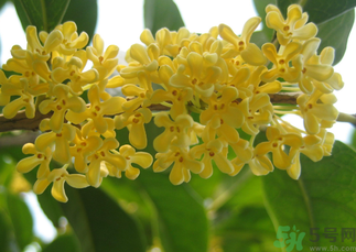 桂花和菊花可以一起泡茶嗎？桂花可以和能一起喝嗎？