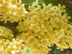 桂花可以直接泡水喝嗎？新鮮桂花可以直接泡水喝嗎？