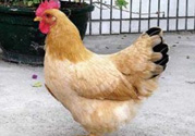 三黃雞多少錢一斤？三黃雞多少錢一只？